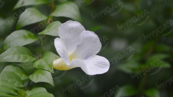 A white flower