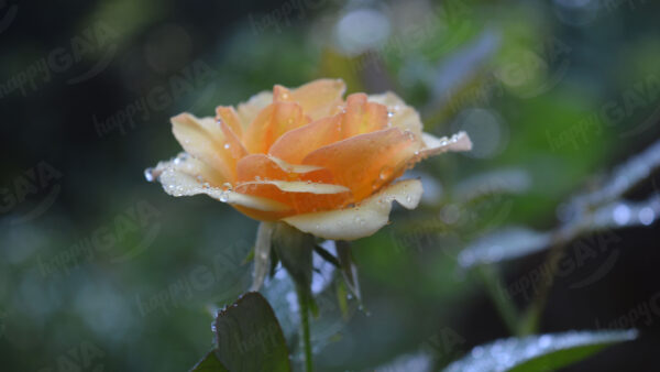 Yellow rose with dew drops