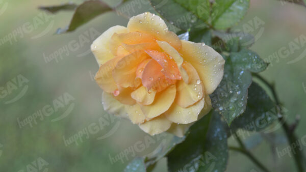 Fresh yellow rose