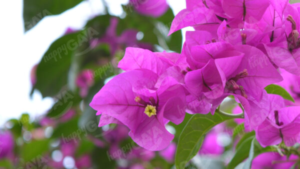 Bougainvillea