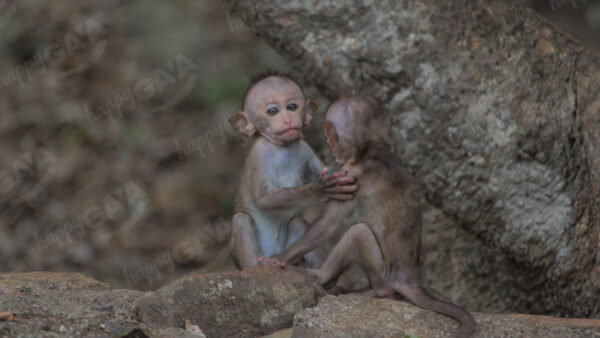 Baby monkeys