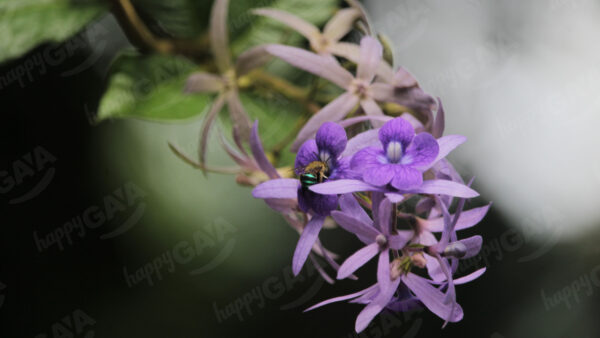 Whitish purple sandpaper