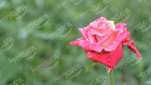 Pinkish red rose