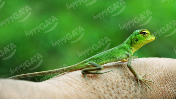 Baby lizard in hand