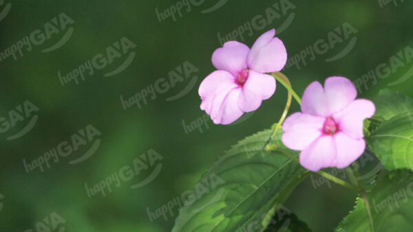 Wild pink flowers