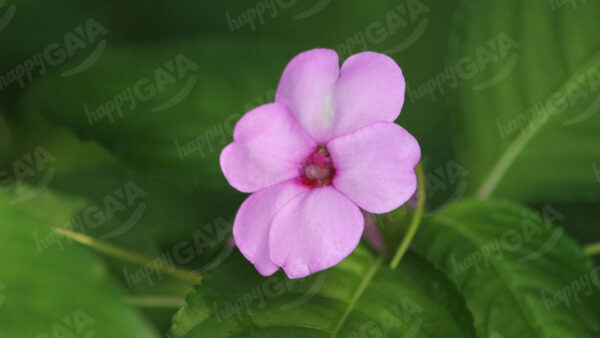 Wild pink flower