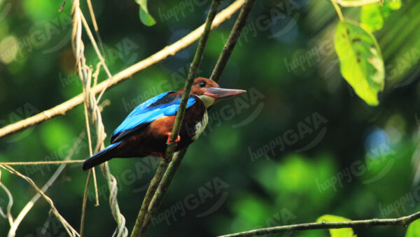 White-throated kingfisher