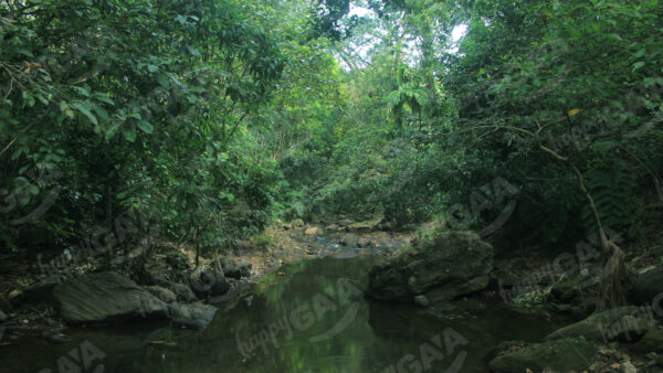 Nature river green