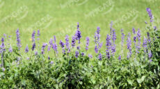 English Lavender