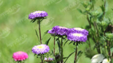 China Aster
