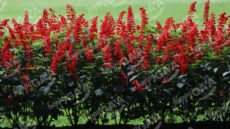 Salvia Splendens