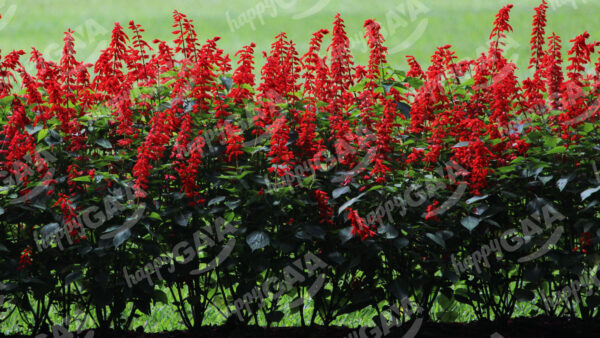 Salvia Splendens