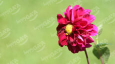 Garden Dahlia
