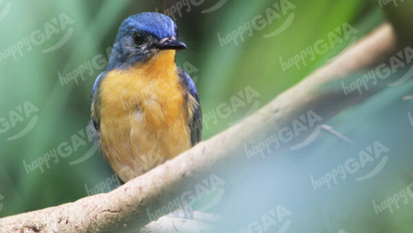 Tickell’s Blue Flycatcher