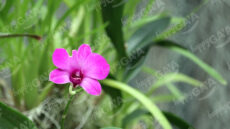 Cooktown Orchid