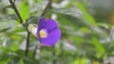 Thunbergia Erecta