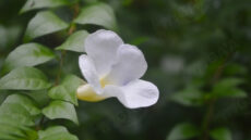 White Thunbergia Erecta