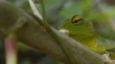 Calotes Calotes
