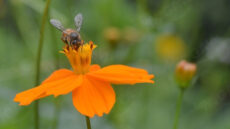 Orange Garden Cosmos