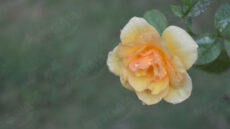 Yellow Rose