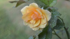 Yellow Rose With Dew