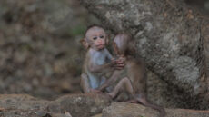 Toque Macaque