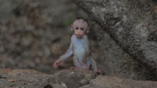 Macaca Sinica