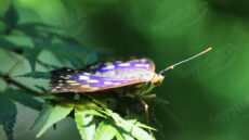 National Butterfly of Japan