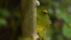 Common Green Forest Lizard
